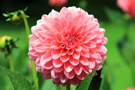 The Enchanted Blossom: Uncovering the Story of the Magic Artisan Dahlia